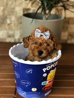 Toy Poodle Yavrular 1