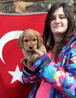 Anne Altından Cocker Yavrularımız 2