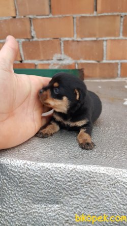 Orjinal Pinscher Yavrularımız 4