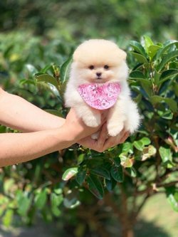 Orji̇nal Pomerani̇an Boo Yavrularımız 4