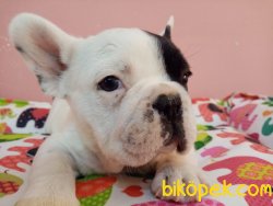 Süper Kalite Franch Bulldog ( Fransız ) Yavrularımız Geldi 3