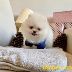 Pomeranian Boo Teddy Bear Ayiciklar 2
