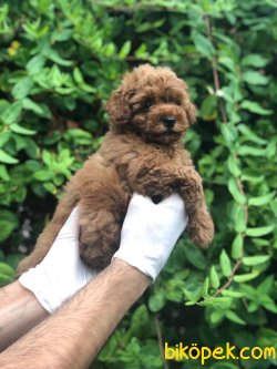 Toy Poodle Yavrular 3