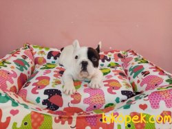 Süper Kalite Franch Bulldog ( Fransız ) Yavrularımız Geldi 5