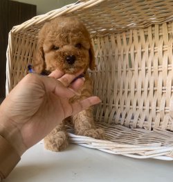 Toy Poodle Red Apricot Yavrularımız 3