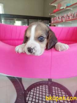 BEAGLE BEBEKLER 3