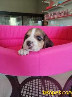 BEAGLE BEBEKLER 2