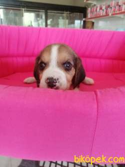 BEAGLE BEBEKLER 1