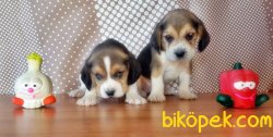 BEAGLE YAVRU 1