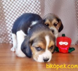 BEAGLE YAVRU 4