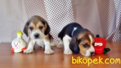 BEAGLE YAVRU 3