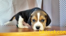 BEAGLE YAVRU 5