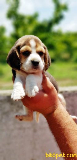 BEAGLE YAVRULAR 1