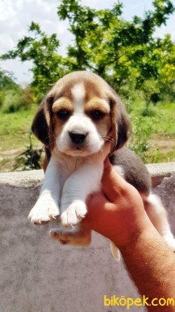BEAGLE YAVRULAR 3