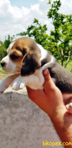 BEAGLE YAVRULAR 2