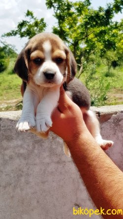 BEAGLE YAVRULAR 4