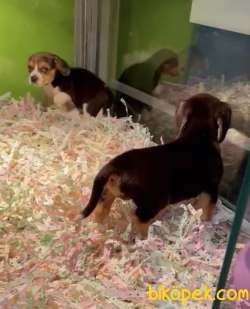 BEAGLE YAVRULAR 3