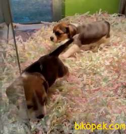 BEAGLE YAVRULAR 2