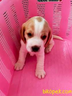 BEAGLE YAVRULAR 3