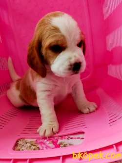 BEAGLE YAVRULAR 2