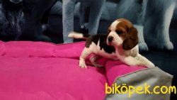 Beagle Yavruları 3