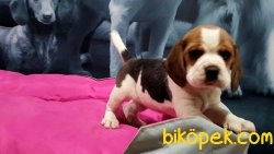 Beagle Yavruları 2