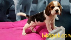 Beagle Yavruları 5