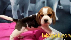 Beagle Yavruları 4