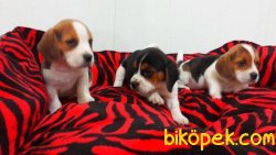 BEAGLE YAVRULARI 2