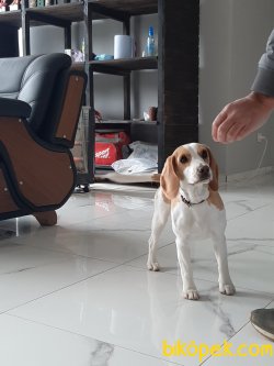 Beagle Yavruları 1