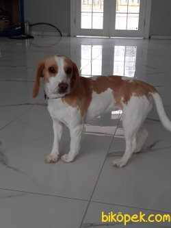 Beagle Yavruları 3