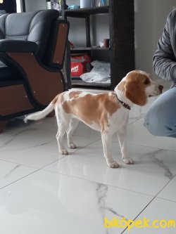 Beagle Yavruları 2