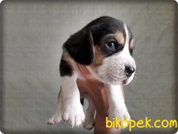 Beagle Yavruları 5