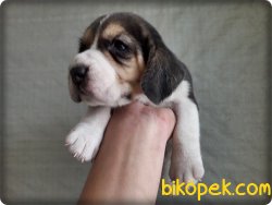 Beagle Yavruları 2