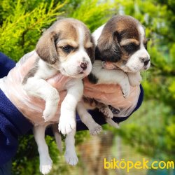 BEAGLE YAVRULARI 3