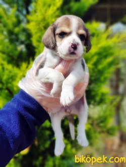 BEAGLE YAVRULARI 1