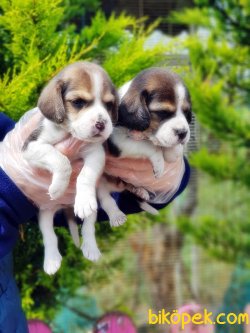BEAGLE YAVRULARI 5