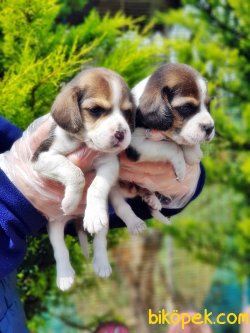 BEAGLE YAVRULARI 2