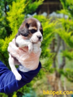BEAGLE YAVRULARI 4