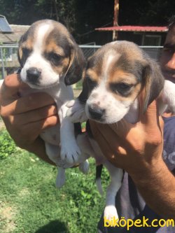 Beagle Yavruları 4