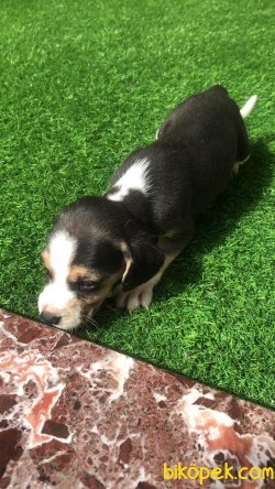 Beagle Yavruları 3