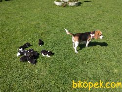 Beagle Yavruları 5