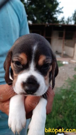 Beagle Yavruları 2
