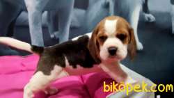 Beagle Yavruları 1