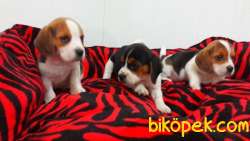 Beagle Yavruları 3