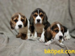 Beagle Yavrularımız 5