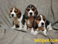 Beagle Yavrularımız 4