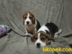 Beagle Yavrularımız 3