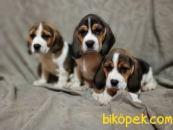 Beagle Yavrularımız 2