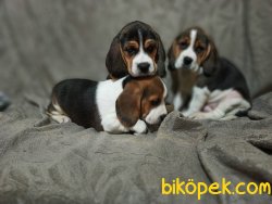 Beagle Yavrularımız 1